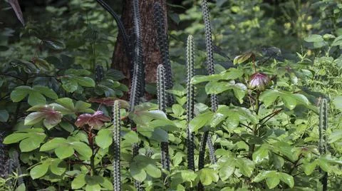 Cactus plant with sharp thorns in the forest Stock Photos