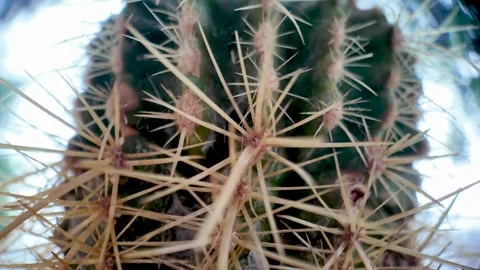 Cactus plant showing sharp spines in close up macro view Stock Footage 322743254