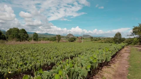 Cactus Plantation With Dirt Path Through Green Agricultural Fields Under Blue Stock Footage 345365559