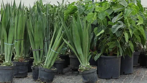 CACTUS FOR PLANTATION Stock Footage 306692867