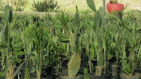 CACTUS FOR PLANTATION Stock Footage 306692878