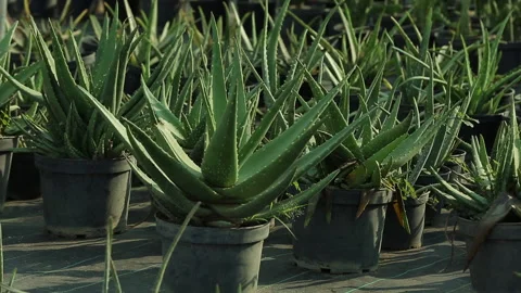 CACTUS FOR PLANTATION Stock Footage 306692925