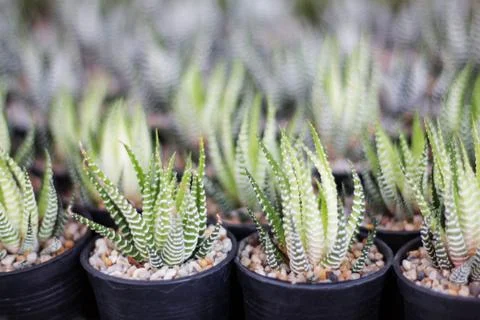 Cactus planted on pots. Stock-Fotos