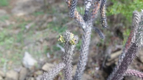 Cactus planter 動画素材 88287904