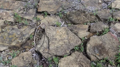 Cactus planter 動画素材 88288154