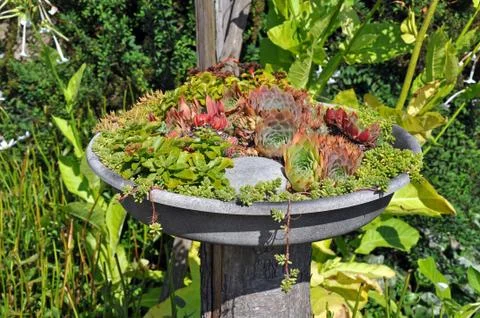 Cactus planter Stock Photos