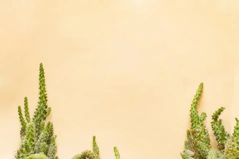 Cactus plants on beige background Stock Photos