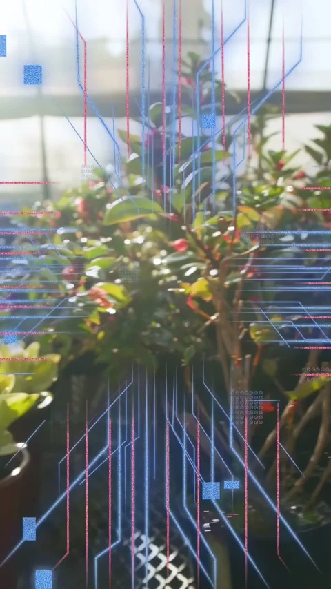 Cactus, plants moving, AR overlay appearing with blue lines converging, mapping Stock Footage 332645001