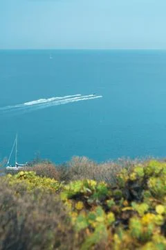 Cactus plants overlooking the ocean. Stock Photos