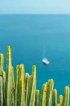 Cactus plants overlooking the ocean. Stock Photos