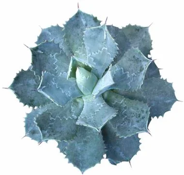 Cactus Plants Stock Photos