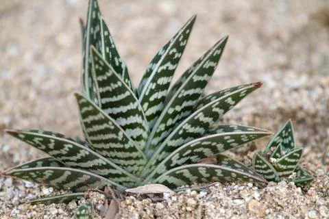Cactus Plants Stock Photos