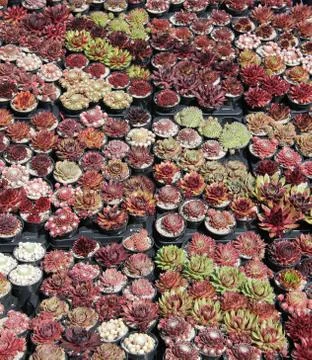 Cactus Plants. Stock Photos