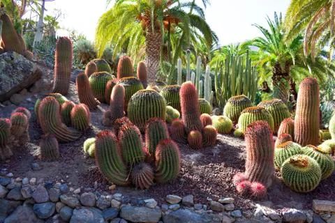 CACTUS PLANTS Stock Photos
