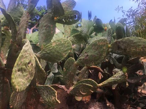 Cactus plants Stock Photos