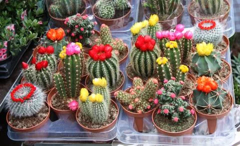 Cactus Plants. Stock Photos