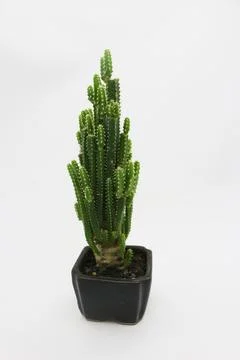 Cactus Plants Stock Photos