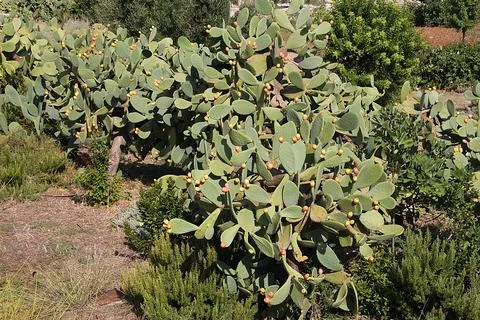 Cactus plants Stock Photos