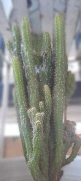 Cactus plants Stock Photos