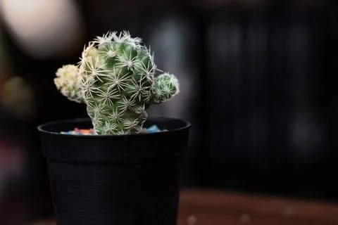 Cactus plants in the pot. Stock Photos