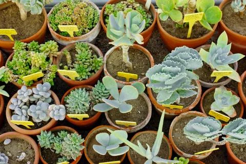 Cactus Plants Set Background 写真素材