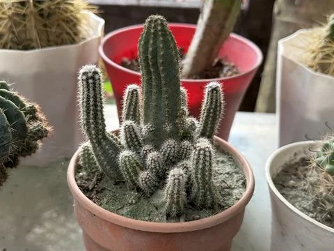 Cactus plants with sharp spines in a brown flower pot thrive together in brig Foto stock