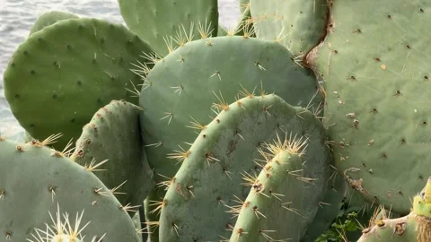 Cactus plants with sharp spines in natural setting Stock Footage 329062692