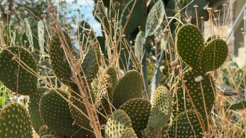 Cactus plants with textured green surface and yellow spots in natural outdo.. Stock Footage 325859153