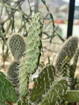 Cactus plants thickness abstract background Stock-Fotos