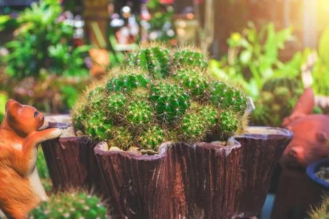Cactus in a plastic bucket in the backyard 库存照片
