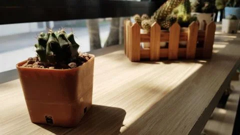 Cactus in a pod Stock Photos