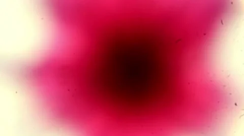 Cactus pollen under a microscope, (Stellato-Pilosus W.M.). Full HD Stock Footage 46995684