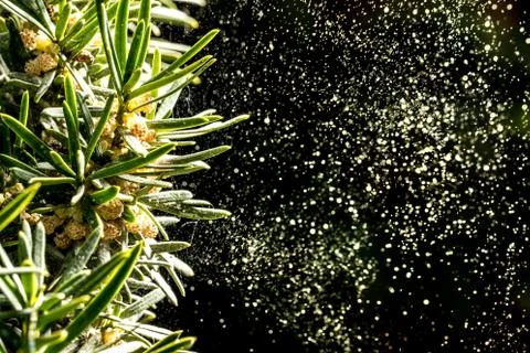 Cactus pollination, plant 스톡 사진