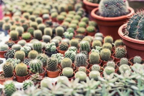 Cactus in pot background Stock Photos