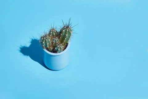 Cactus in a pot on a blue background with copy space. Stock Photos