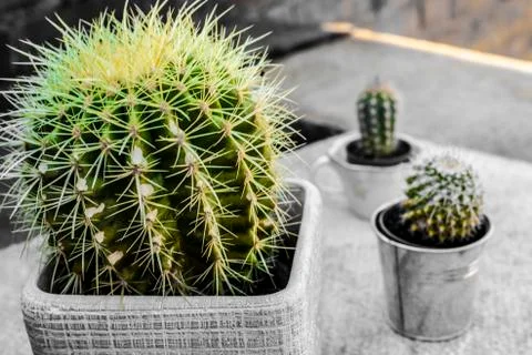 Cactus In Pot Close Up Stock Photos