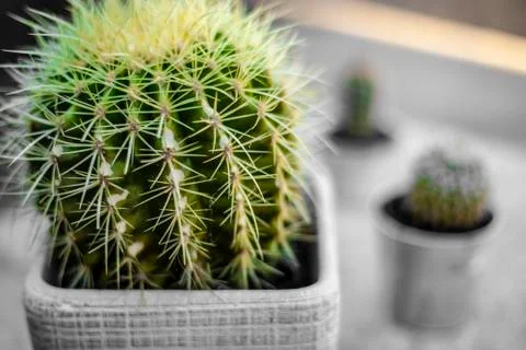 Cactus In Pot Close Up Stock Photos