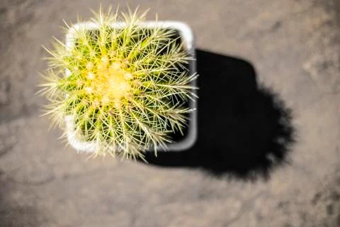Cactus In Pot Close Up Fotos Stock