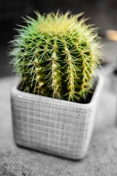 Cactus In Pot Close Up Stock Photos