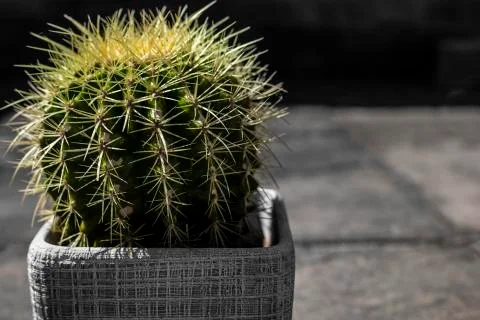 Cactus In Pot Close Up Stock Photos