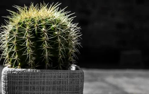Cactus In Pot Close Up Stock Photos