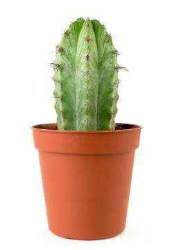Cactus in a pot close up on a white. Isolated. Stock Photos