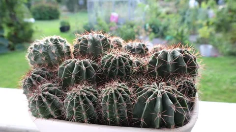 Cactus in a pot closeup. Stock Footage 315246895