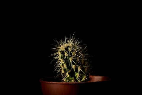 Cactus in a pot in a darkness Stock Photos