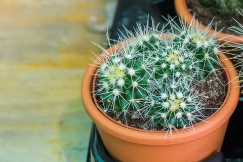 Cactus in a pot with daylight Stock Photos