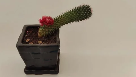 Cactus in pot with flower looking in one way Stock Footage 170160503