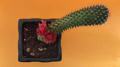 Cactus in pot with flower looking in one way Vidéo 170160759
