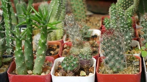 Cactus in the pot Stock Footage 78512176