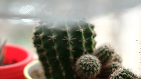 Cactus in pot Stock-Footage 186939959