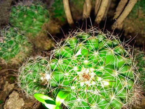 Cactus on the pot in garden Stock Photos